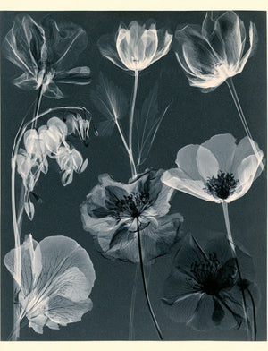 Collage Soup Botanica Obscura — Midnight Garden Collage Papers eBook