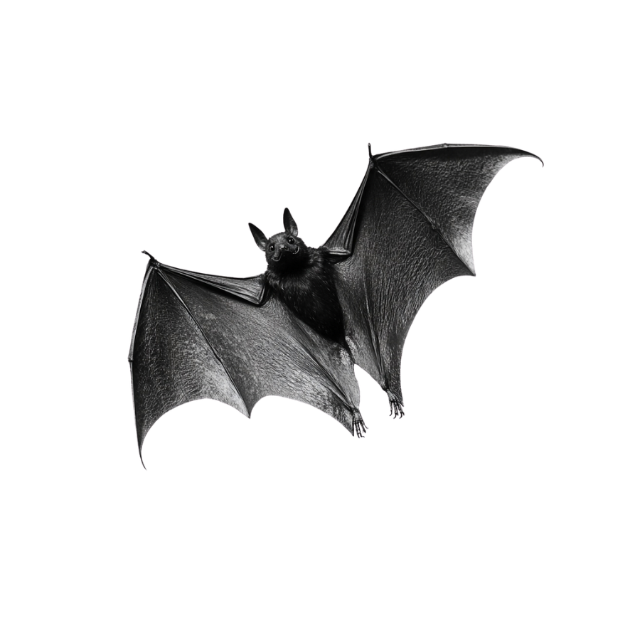 Case No. 1031 Digi-Bites — black and white bat with spread wings
