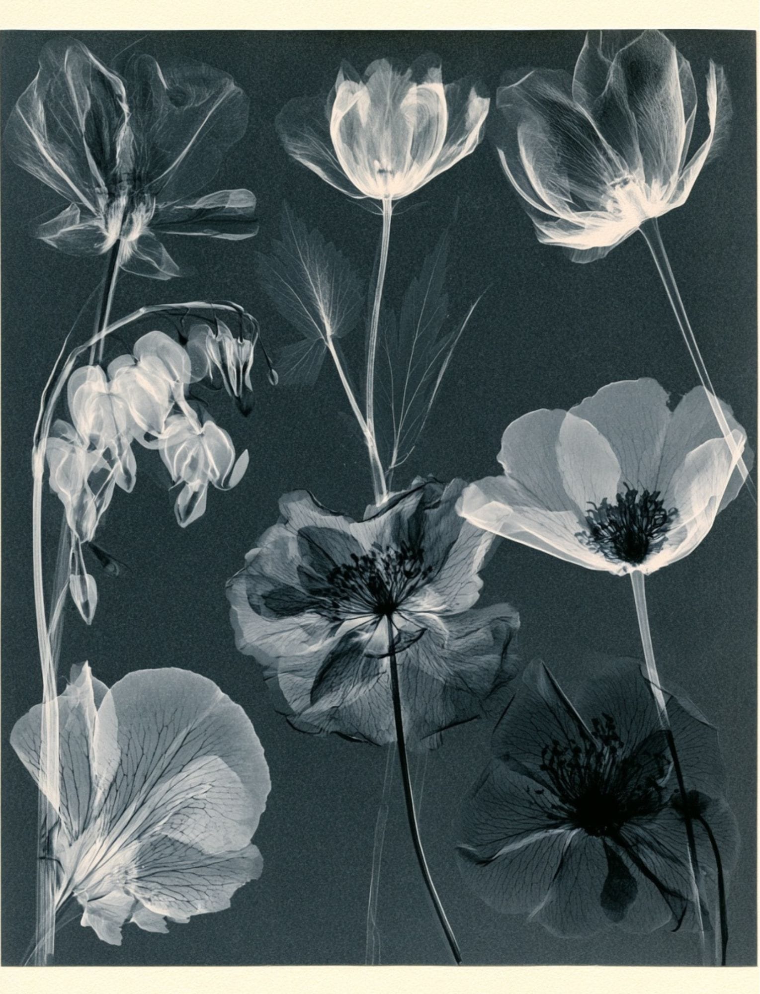 Collage Soup Botanica Obscura — Midnight Garden Collage Papers eBook