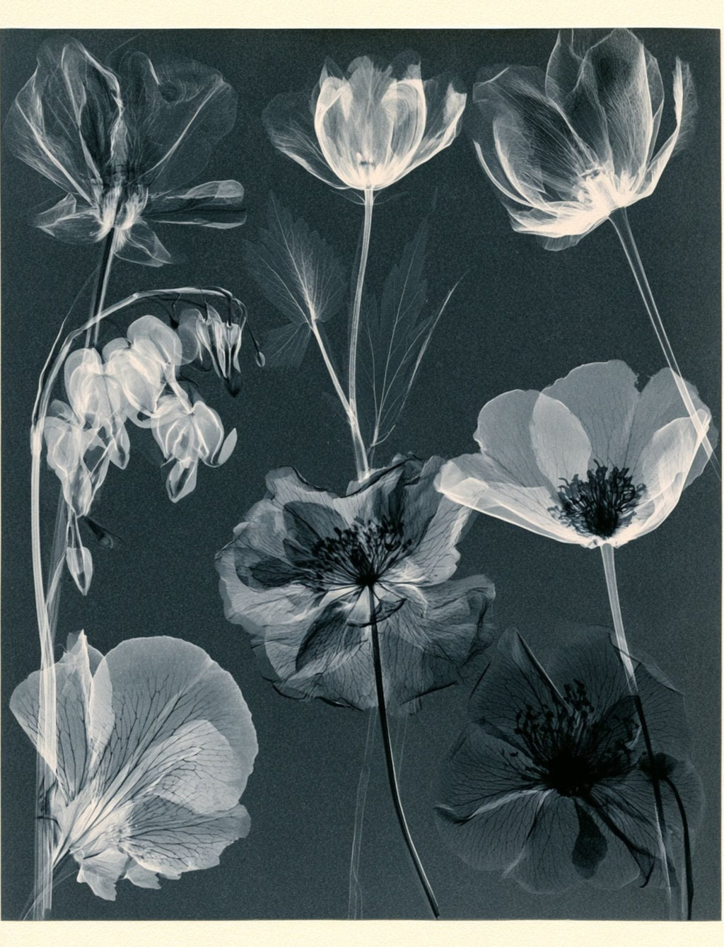 Collage Soup Botanica Obscura Paperback