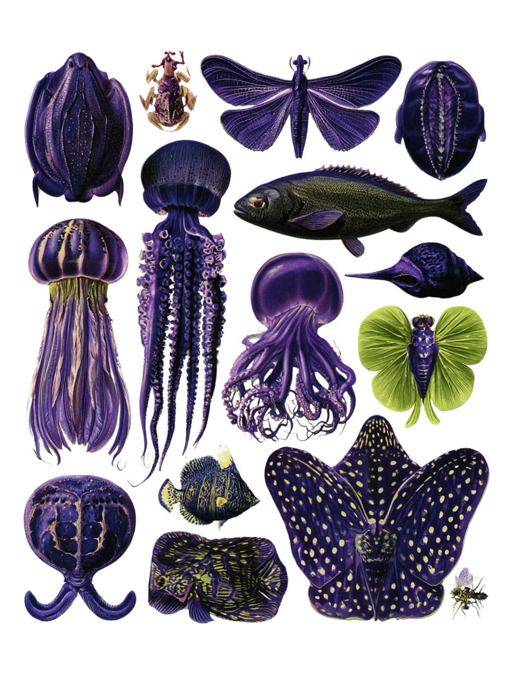 Collage Soup From The Deep