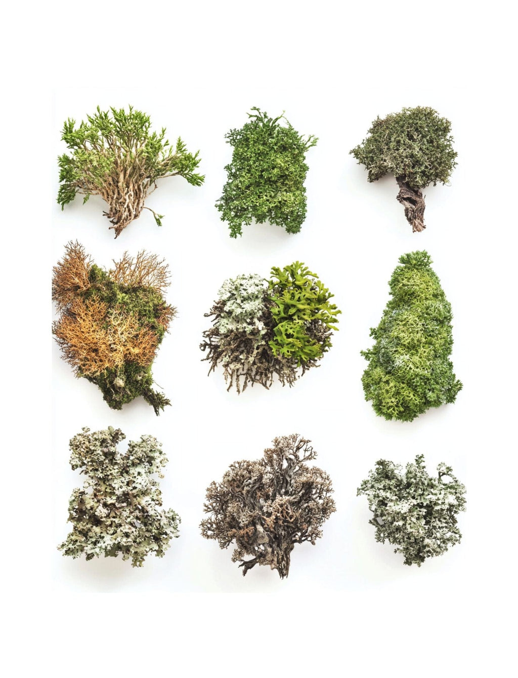Collage Soup Woodland Wonders (eBook) Forest-Themed Collage Art for Creative Projects – 125 Pages